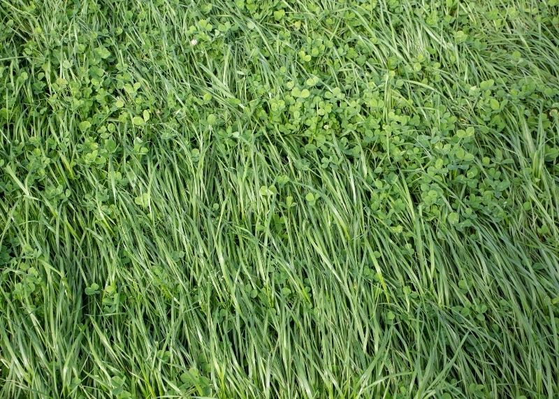 Using Grass and Seed For Erosion Control